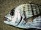 Σαργός - White Bream