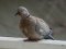 Δεκοχτούρα  -  Collared Dove