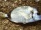 Καμπανάς - Two-banded Bream