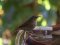 Δενδροφυλλοσκόπος - Chiffchaff