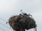 Πελαργός - White Stork