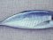Σαφρίδι - Horse Mackerel