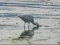 Λευκοτσικνιάς  -  Little Egret
