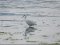 Λευκοτσικνιάς  -  Little Egret