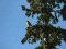 Πετροκιρκινέζι και Καρακάξα  - Kestrel and Magpie