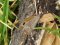 Maniola jurtina  [Meadow Brown]