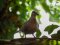 Δεκοχτούρα  -  Collared Dove