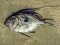 Χριστόψαρο  -  John Dory