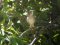 Αηδόνι με ένα πόδι!   -   One-legged Nightingale!
