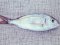 Λυθρίνι - Common Sea-Bream