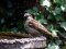 Σπουργίτι (αρσενικό)  -  House Sparrow (male)