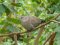 Δεκοχτούρα  -  Collared Dove