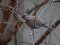 Δεκοχτούρα  -  Collared Dove
