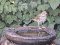 Τσίχλα - Song Thrush