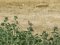 Κατσουλιέρης - Crested Lark