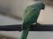 Παπαγάλος "δακτυλιόλαιμος"  -  Ring-necked Parakeet
