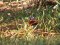 Vanessa atalanta  [Red Admiral]