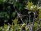 Μαυροτσιροβάκος (αρσεν.) - Sardenian Warbler (male)