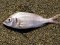Λυθρίνι - Common Sea-Bream