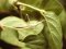 Acrida ungarica [Nosed Grasshopper]