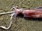 Καλαμάρι  -  Common Squid
