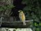Αμπελουργός - Black-headed Bunting