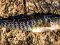 Zebrus zebrus [Zebra Goby] 