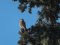 Πετροκιρκινέζι (αρσεν.) -  Kestrel (male)