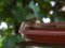 Δενδροφυλλοσκόπος - Chiffchaff