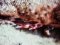 Γατσός - Brown Scorpionfish