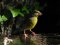 Φλώρι (αρσενικό) - Greenfinch (male)