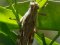 Anacridium aegyptium [Egyptian Locust]