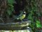 Καλόγερος (θηλ.) - Great Tit (female)