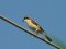 Κεφαλάς - Woodchat Shrike