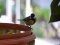 Καλόγερος  -  Great Tit