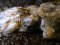 Σουπιά  -  Common Cuttlefish