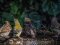 Σπουργίτια και  Φλώρια  -  House Sparrows and Greenfinches