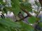 Μαυροσκούφης (αρσενικός) - Blackcap (male)