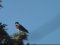 Κουρούνα - Hooded Crow