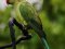 Παπαγάλος "δακτυλιόλαιμος"  -  Ring-necked Parakeet