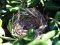 Φωλιά Μαυροτσιροβάκου σε Αγγελικούλα  - Sardenian warbler nest in a Japanese pittosporum