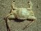 Carcinus maenas  [European Green Crab]
