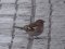 Σπίνος (αρσεν.) - Chaffinch (male)