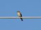 Μυγοχάφτης - Spotted Flycatcher