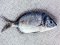 Καμπανάς - Two-banded Bream