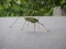 Meconema thalassinum [Oak Bush-cricket]
