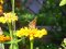 Cynthia cardui [Painted Lady] 