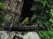 Φλώρι (αρσενικό) - Greenfinch (male)