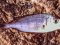 Λυθρίνι - Common Sea-Bream