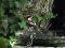 Κεφαλάς - Woodchat Shrike